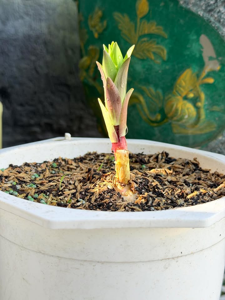 Đất thổ cư Ninh Hải 125m² giá 700 triệu - Sẵn sàng giao dịch ngay!