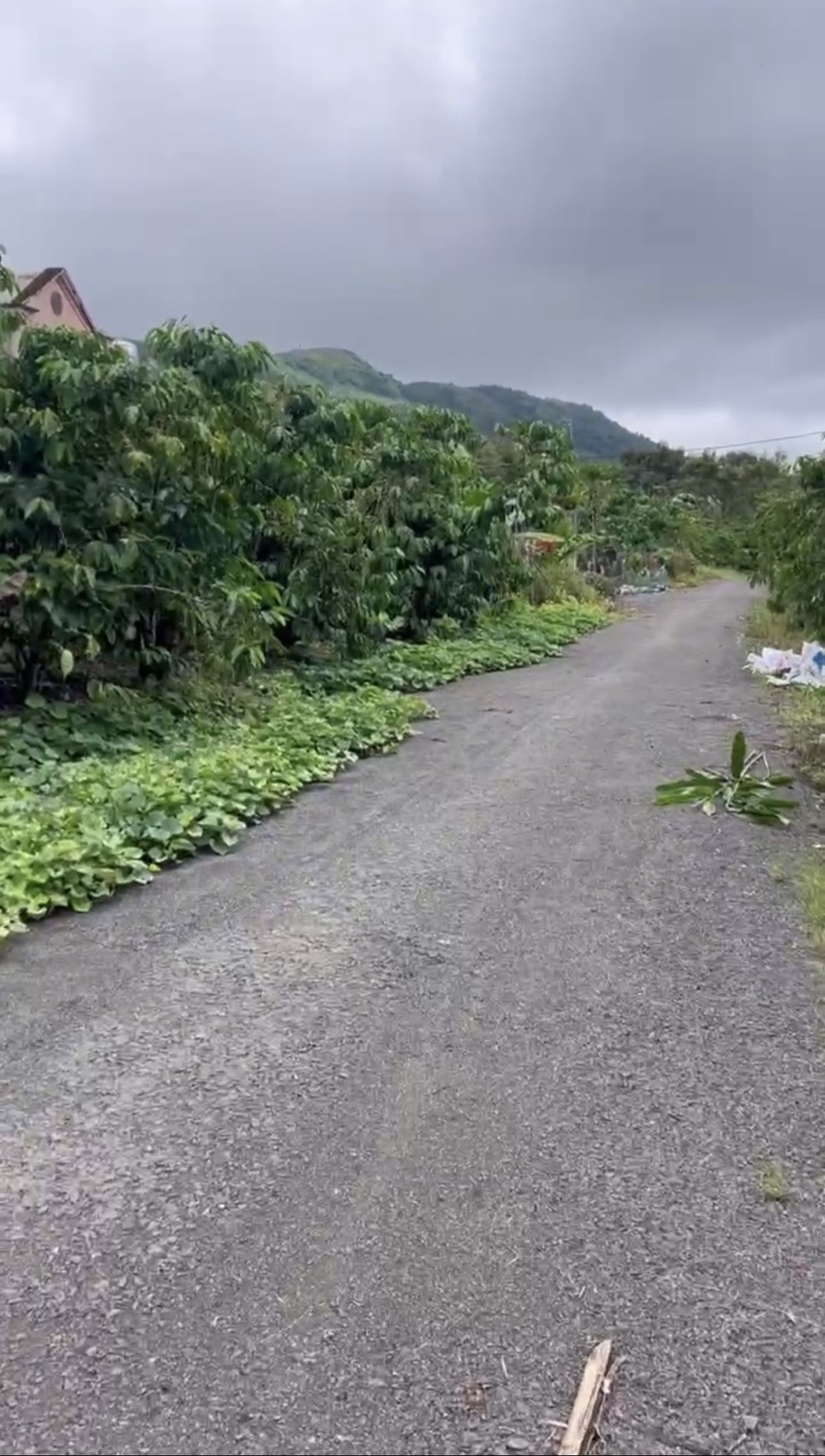 Đất cafe Lộc Đức, Bảo Lâm 2,186m² chỉ 780 triệu - Cơ hội đầu tư tuyệt vời!