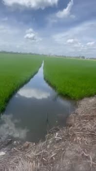 Đất lúa 6200m² tại xã Phú Cường, Cai Lậy - Đầu tư sinh lời chỉ 1.55 tỷ!