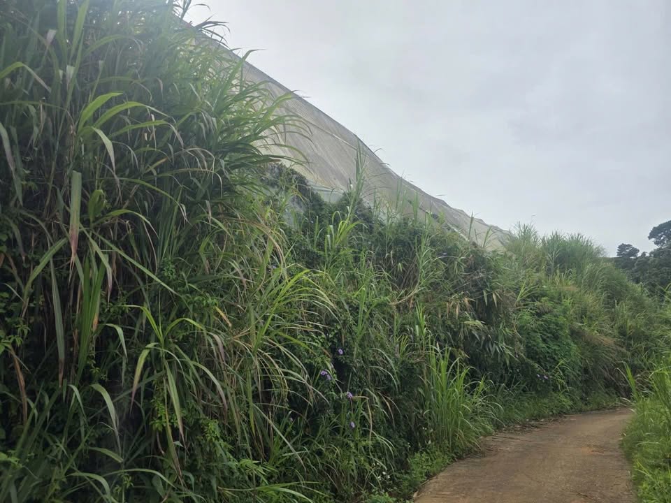 Đất thổ cư 1369m² đường Cao Thắng, Đà Lạt - Giá chỉ 6.845 tỷ!