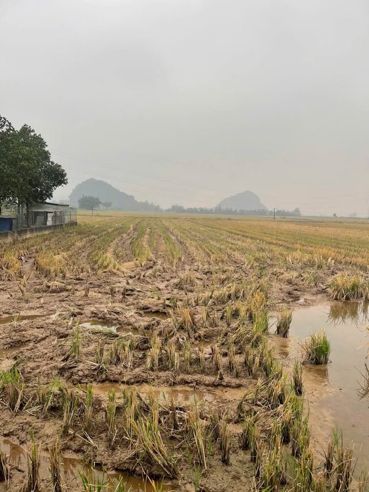 Đất Ninh Hòa Hoa Lư 105m² giá 1 tỷ - Đường ô tô vào tận nơi!