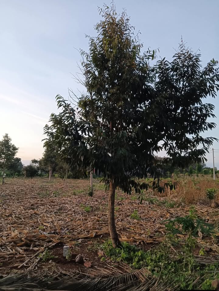 Đất thổ cư 270m² tại Ea Pô, Cư Jút - Giá chỉ 420 triệu, sổ hồng đầy đủ!