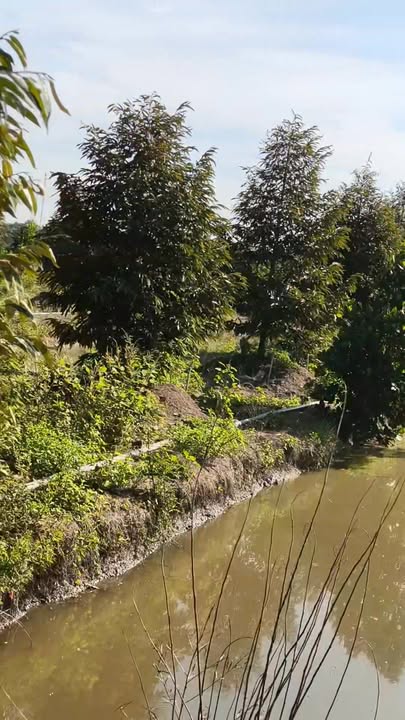 Đất sầu riêng Mon Thon, Nhơn Ninh, 10.000m² - Giá chỉ 5 tỷ VND, cơ hội đầu tư hấp dẫn!