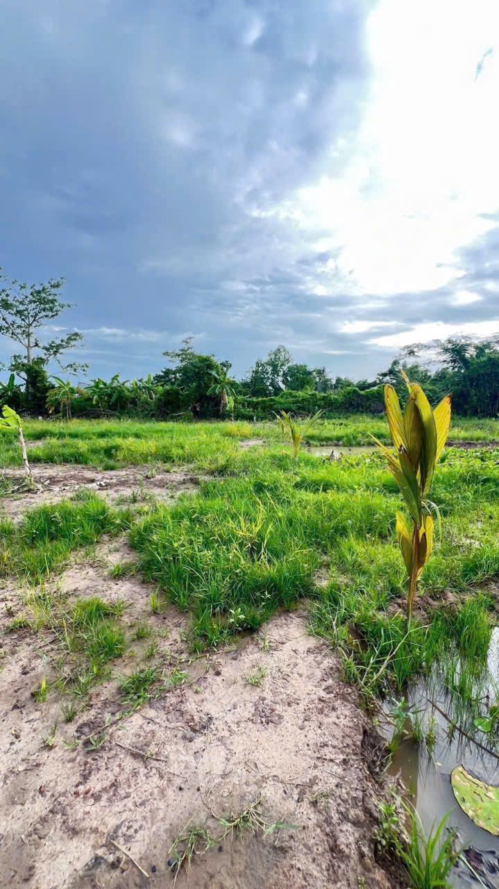 Đất nền hẻm đường 939, xã Đại Tâm, huyện Mỹ Xuyên, 506m² - Giá chỉ 400 triệu!