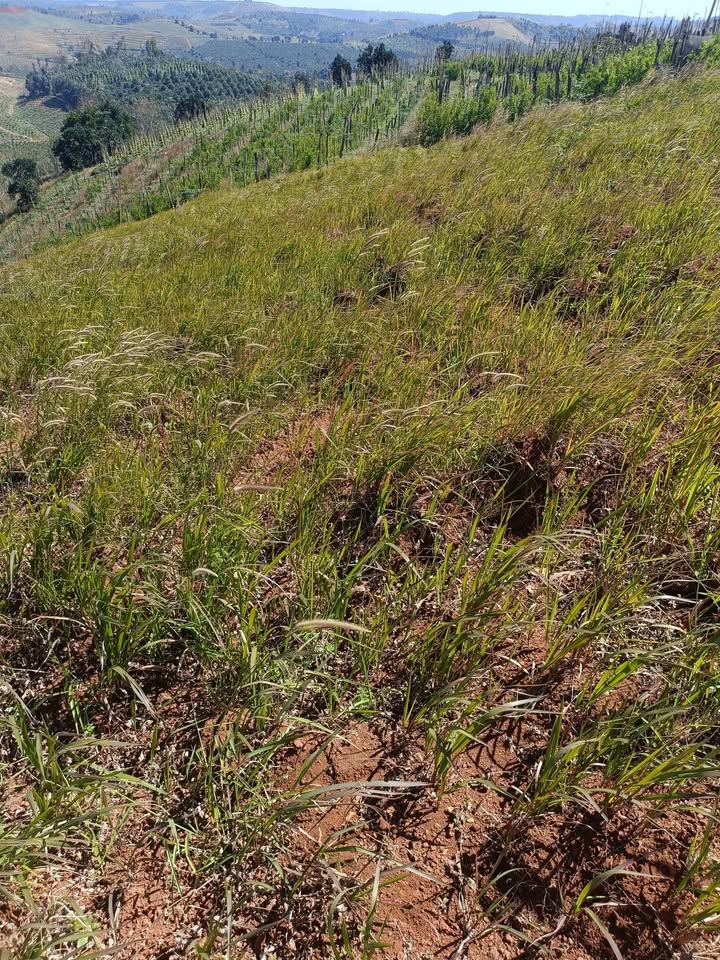 Đất trống 2.5ha tại Quảng Thành, Đắk Nông - Giá chỉ 1.5 tỷ cực hấp dẫn!