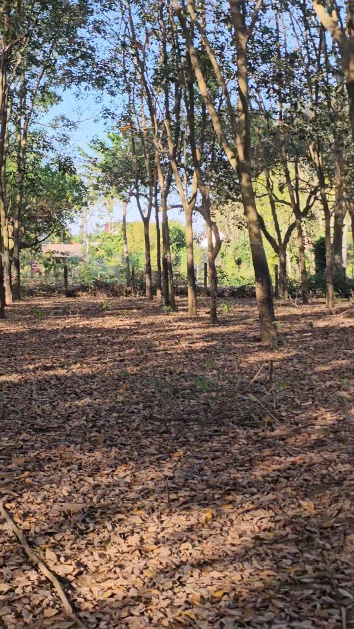 Đất nền Tân Phú Đồng Phú 4800m² giá 1 tỷ - Đầu tư sinh lời ngay!