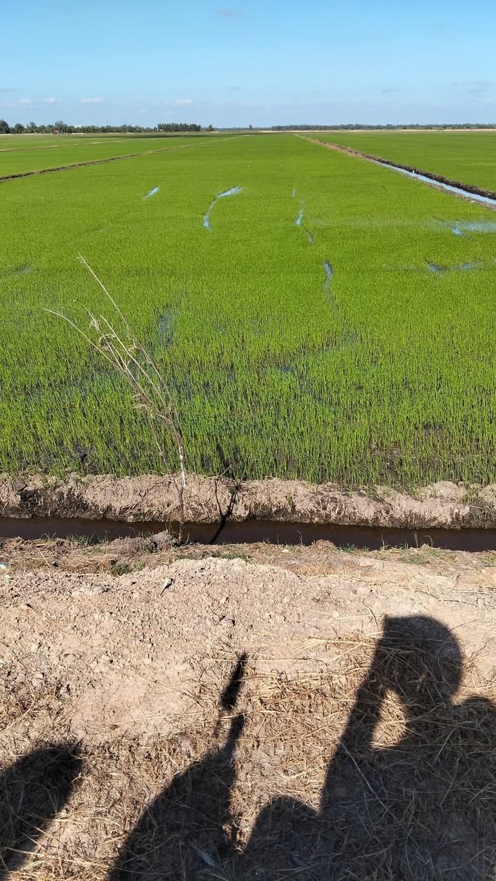 Đất nền 33 công tại Vĩnh Phú, Giang Thành, Kiên Giang - Giá 3.696 tỷ, đầu tư sinh lời!