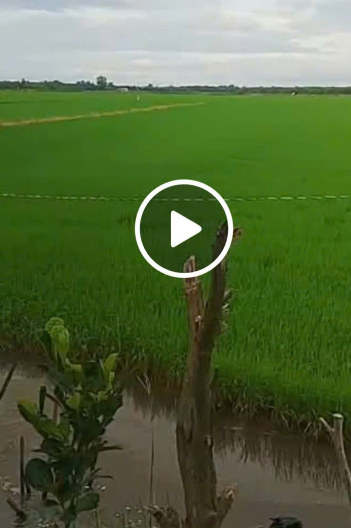 Đất ruộng 90.000m² tại Giang Thành, Kiên Giang - Giá chỉ 108 triệu