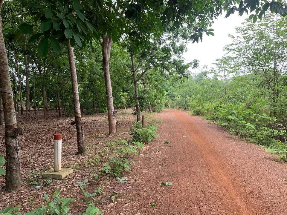 Đất nền ấp 7 Tân Thành, Đồng Xoài 2541m² giá chỉ 600 triệu - Cơ hội đầu tư hấp dẫn!