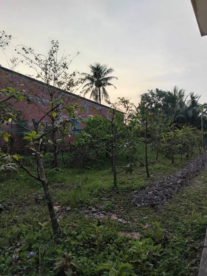 Đất nền 500m² xã Cái Nhum, huyện Mang Thít - Giá chỉ 650 triệu!