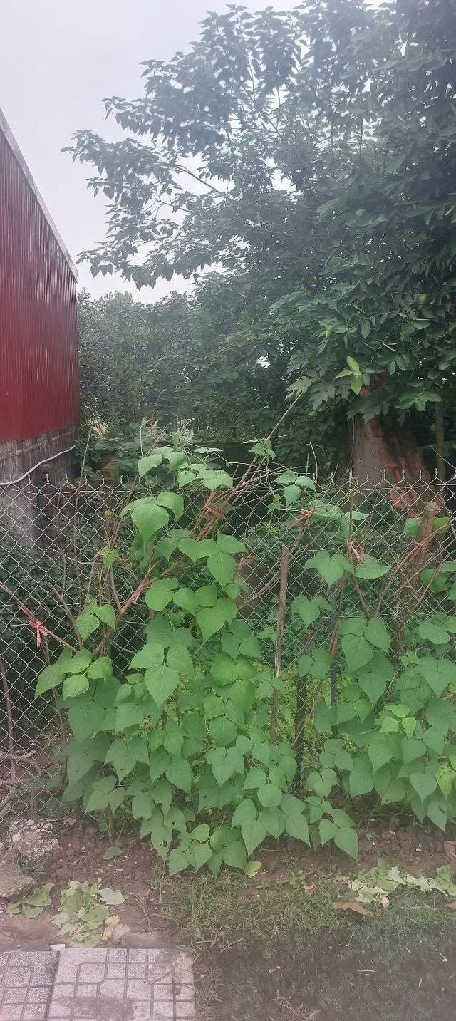 Đất mặt đường Quốc lộ 38, Duy Tiên, 72m² giá chỉ 700 triệu - Cơ hội đầu tư không thể bỏ lỡ!