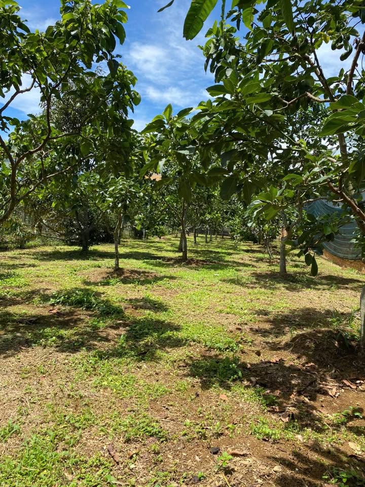 Đất nền 1 sào tại hẻm Nguyễn Đình Chiểu, Lộc Phát 1028m² - Tiềm năng phát triển lớn!