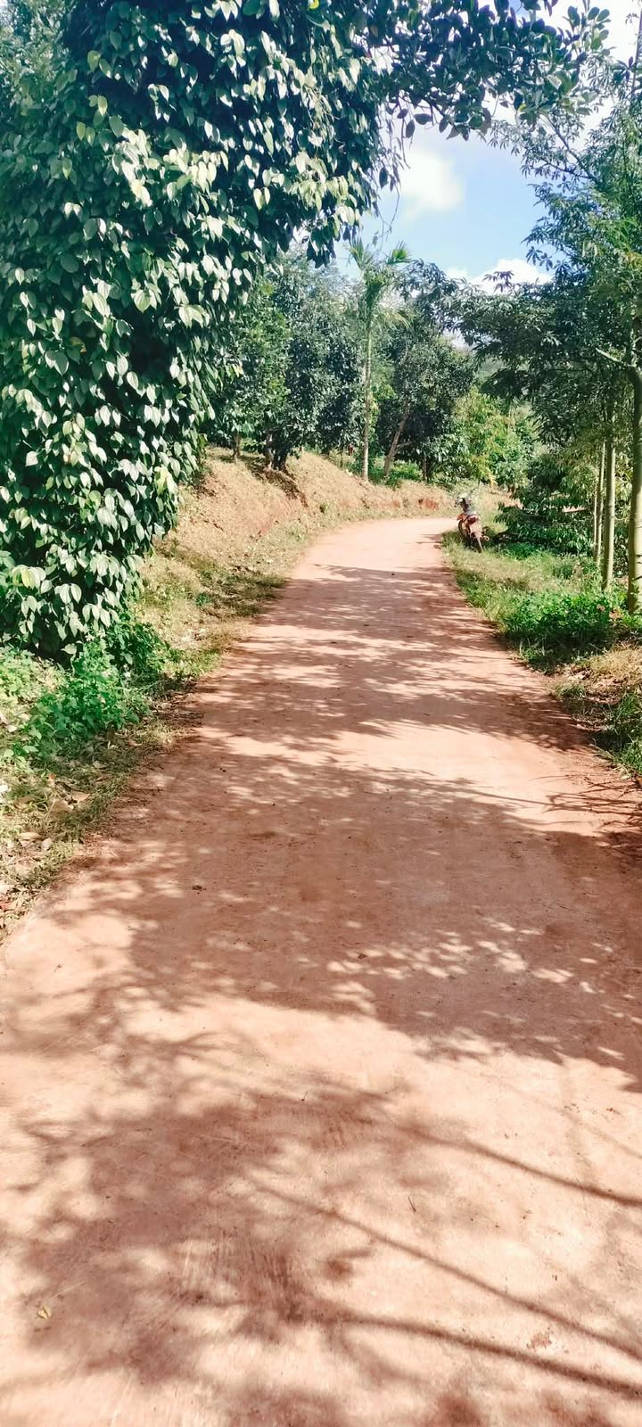 Đất nông nghiệp 8 sào tại Krông Buk - Cơ hội đầu tư sinh lời!