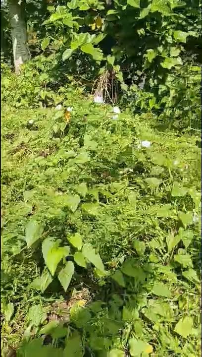 Đất CLN 232m² mặt tiền khủng 40m tại Trường Long, Cần Thơ - Cơ hội đầu tư hấp dẫn!