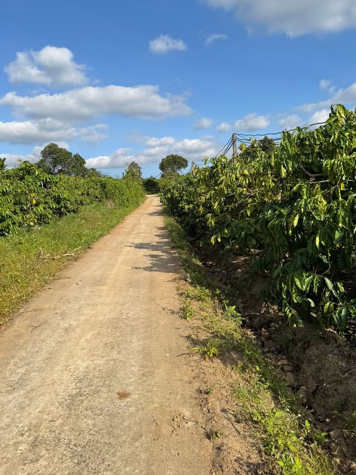 Đất nền Ea Tam, Krông Năng 9000m² giá 2.55 tỷ - Đầu tư sinh lời mạnh!