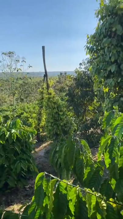 Đất pha đen 5 sào Ea Ran Đắk Lắk giá 1.3 tỷ - Cơ hội đầu tư sinh lời!