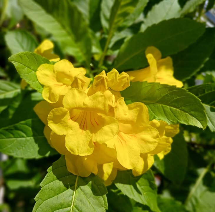 Đất nền Cẩm Châu Hội An 99m² - Bán nhanh, vị trí gần lúa!