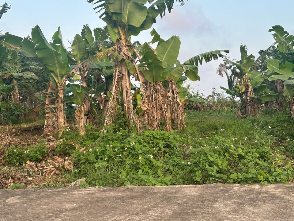 Đất nền chính chủ tại xã Nghĩa Phú, 160m² giá 700 triệu - View sông thoáng mát!