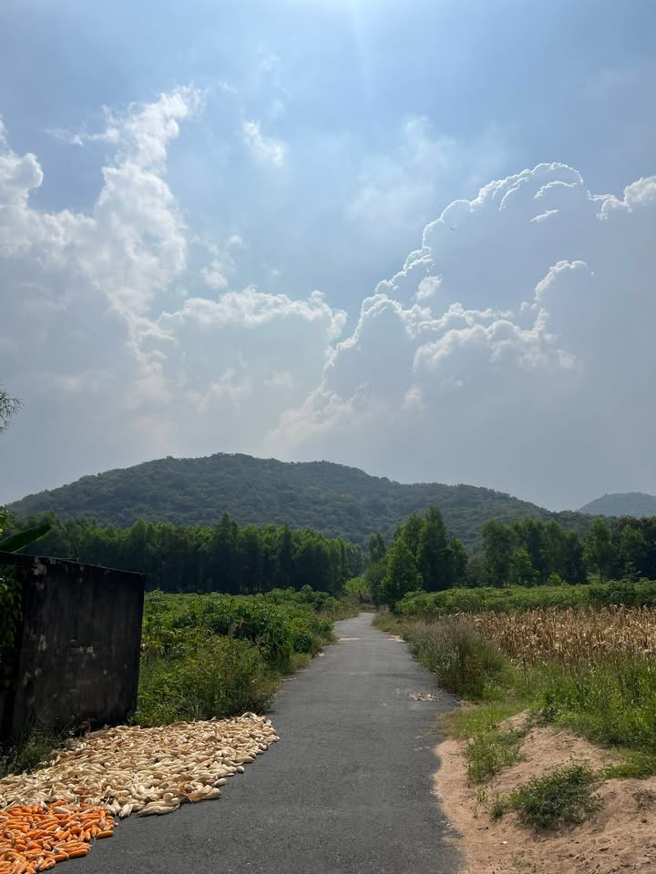 Đất nền Tam Phước, Long Điền 375m² giá 1.4 tỷ - Cơ hội đầu tư hấp dẫn!