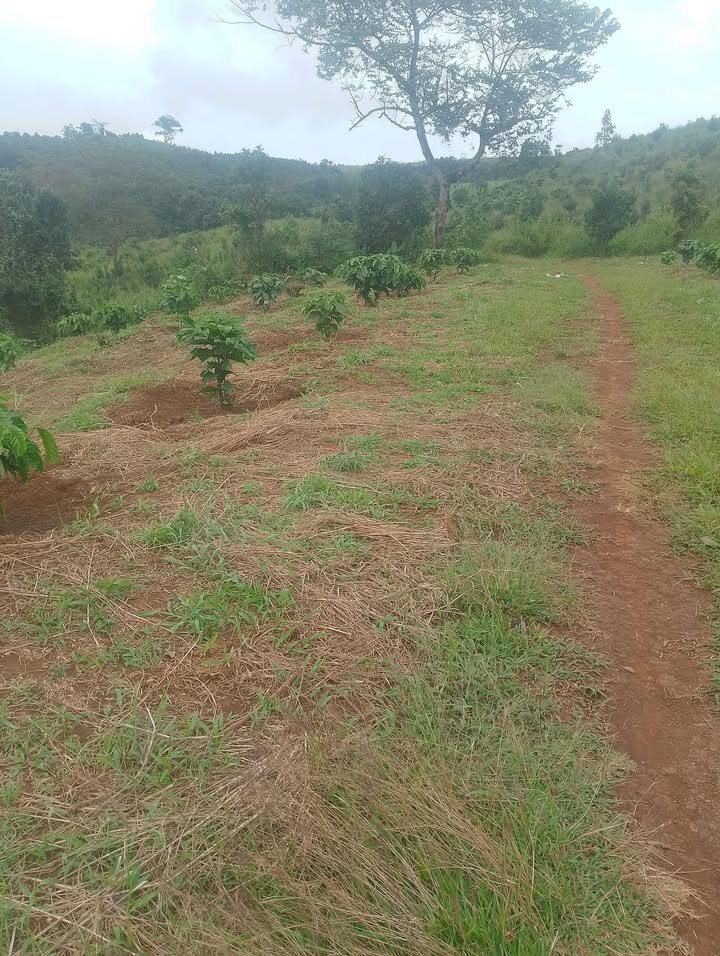 Đất nền Quảng Trực 9000m² giá 430 triệu - Cơ hội đầu tư sinh lời!