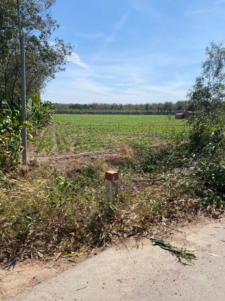 Đất nền 2,5 hecta DT793 xã Tân Hội, Tây Ninh giá 11 tỷ - Đầu tư không thể bỏ qua!