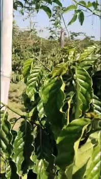 Đất nền Tân Hà Lâm Hà 800m² giá 1.55 tỷ - Đầu tư sinh lời ngay!