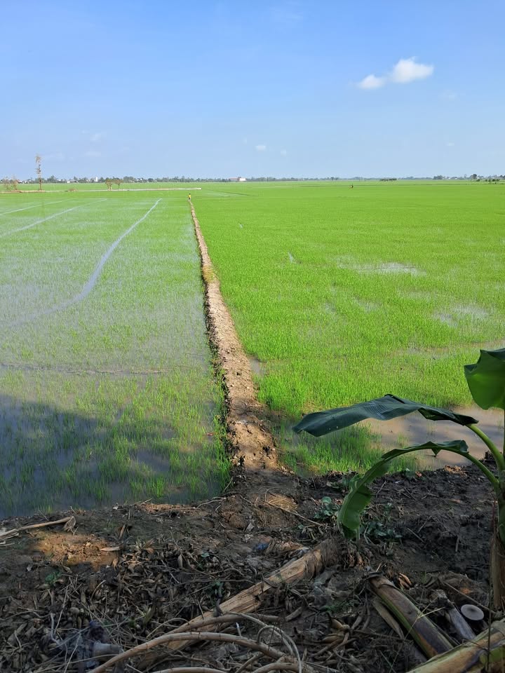 Đất nông nghiệp 1000m² tại Mỹ Hòa, Thanh Bình - Giá chỉ 350 triệu!