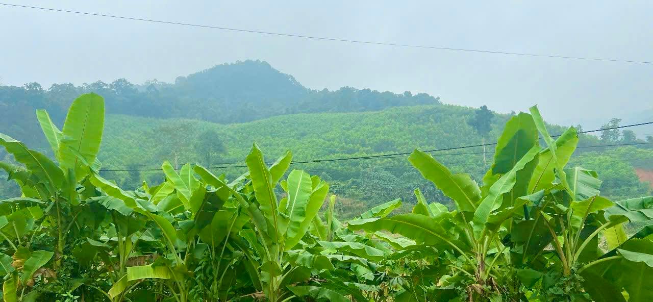 Lô đất 330m² tại Nật Sơn, Kim Bôi - Sổ đỏ chính chủ, giá chỉ từ 100 triệu!