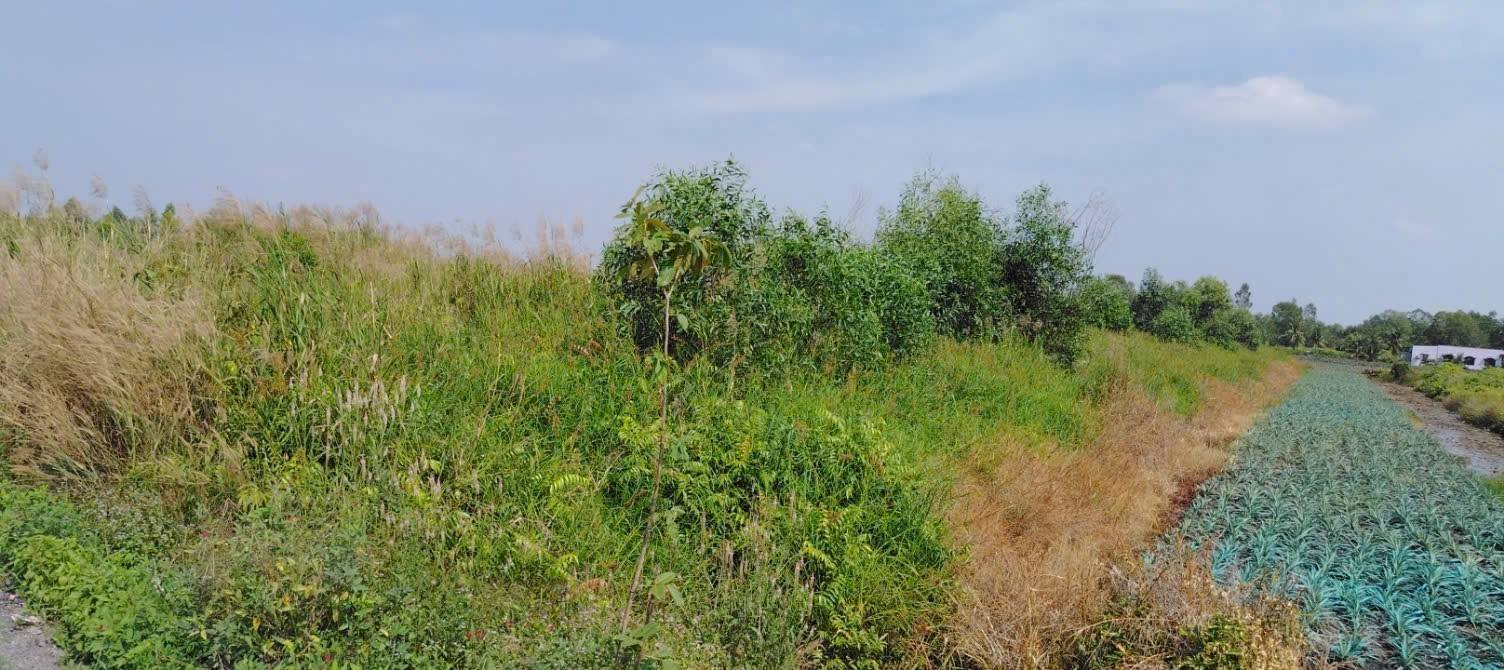 Đất mặt tiền đường nhựa Tân Lập 1, Tân Phước 220m² giá 2.8 tỷ - Cơ hội đầu tư tuyệt vời!