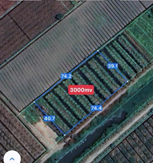 Đất vườn 3000m² tại Tân Thành, Thủ Thừa, Long An - Giá chỉ 650 triệu