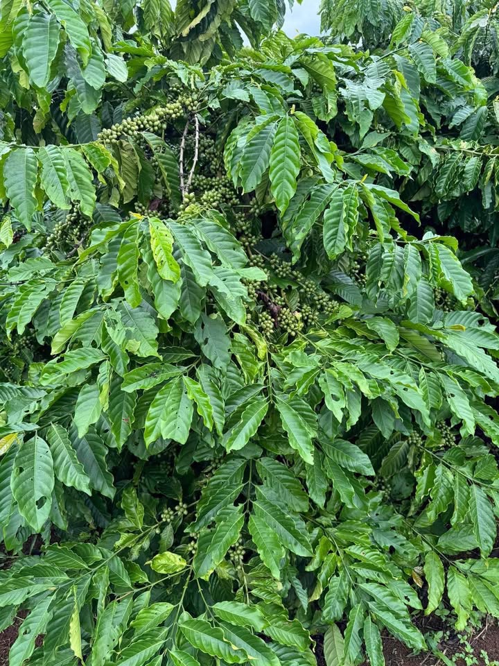 Đất vườn 6000m² xã Tân Lạc, giá chỉ 1.62 tỷ - Cơ hội đầu tư hấp dẫn!