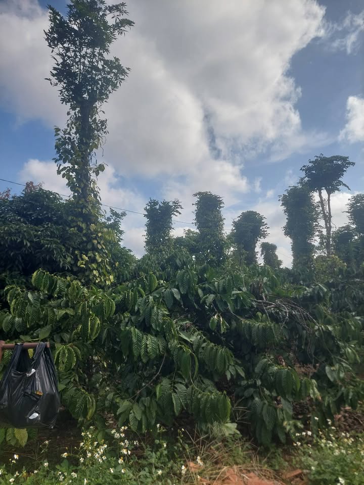 Farm Hòa Đông Krông Pắc 12.000m² giá 4.248 tỷ - Pháp lý rõ ràng, đất đỏ màu mỡ!