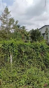 Đất mặt tiền Ấp 1, xã Cẩm Sơn, 504m² giá chỉ 900 triệu - Đầu tư sinh lời ngay!