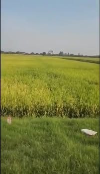 Đất ruộng Tân Lập 3,8 công giá 1,14 tỷ - Sổ đỏ chính chủ, mặt tiền 25m!