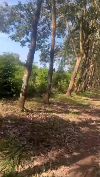 Đất vườn Lộc Điền 1,6 ha giá 3 tỷ - Cơ hội đầu tư tuyệt vời!