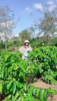 Lô rẫy siêu đẹp tại Dliê Yang, Ea H'Leo 6.3 sào - Đầu năm bán nhanh!