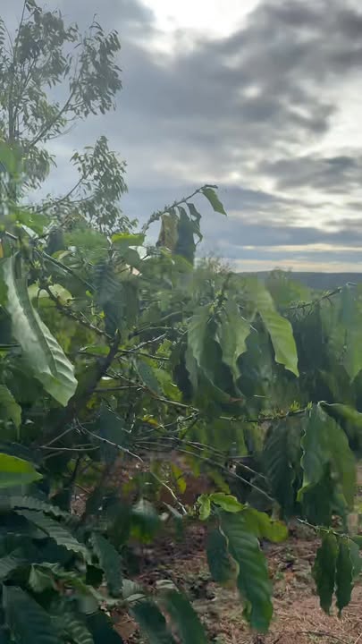 Rẫy 2,2ha tại Thôn 8, Xã Ea Nam - Giá chỉ 4,7 tỷ, sẵn sàng làm ăn ngay!