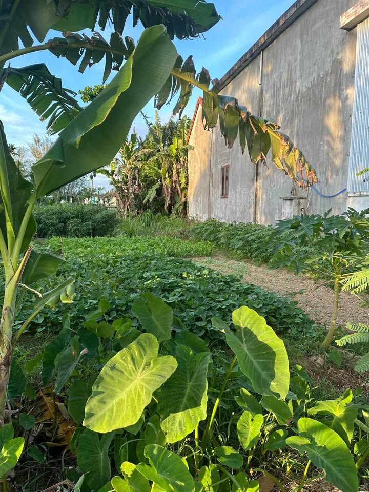 Lô đất Nghĩa Hiệp, xã Vệ Giang, 93.5m² giá 250 triệu - Bán nhanh trước Tết!