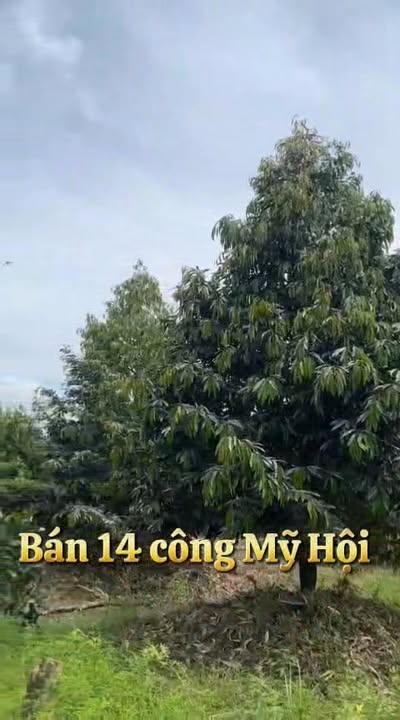 Bán vườn sầu riêng 14.000m² Mỹ Hội - Giá sốc 9.1 tỷ VND, cơ hội đầu tư hấp dẫn!
