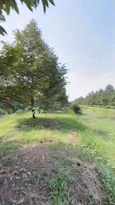 Bán đất Farm 13 công xã Đốc Binh Kiều, Đồng Tháp - Giá chỉ 8.45 tỷ!