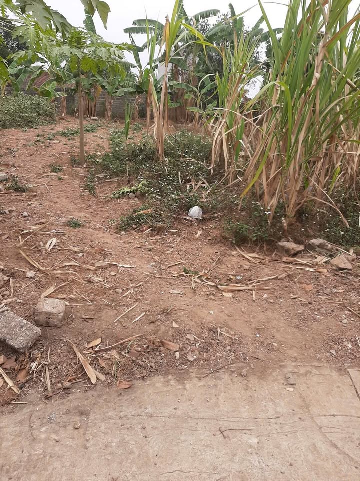 Đất nền Tiên Lục, Lạng Giang 100m² chỉ 300 triệu - Đầu tư sinh lời cao!