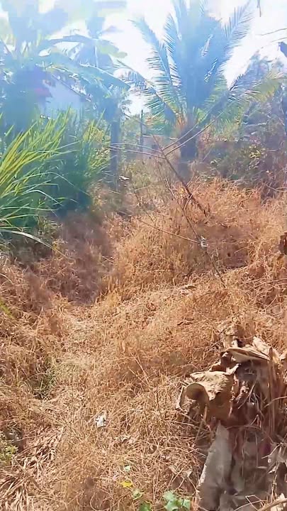 Đất nền mặt tiền đường TL911, xã Huyền Hội, 423m², giá 900 triệu - Cơ hội đầu tư hấp dẫn!