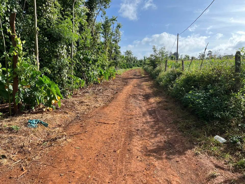 Đất nền Buôn Đôn 530m² giá 990 triệu - Phù hợp làm nhà vườn nghỉ dưỡng!