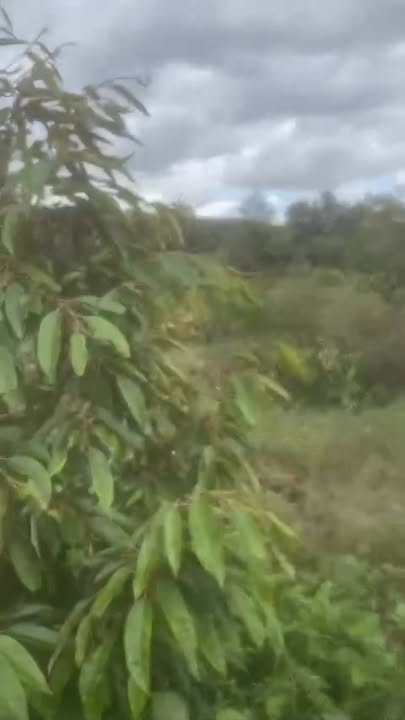 Đất nông nghiệp 1ha tại Hiệp Kết, Đắk Lắk - Giá chỉ 1,5 tỷ!