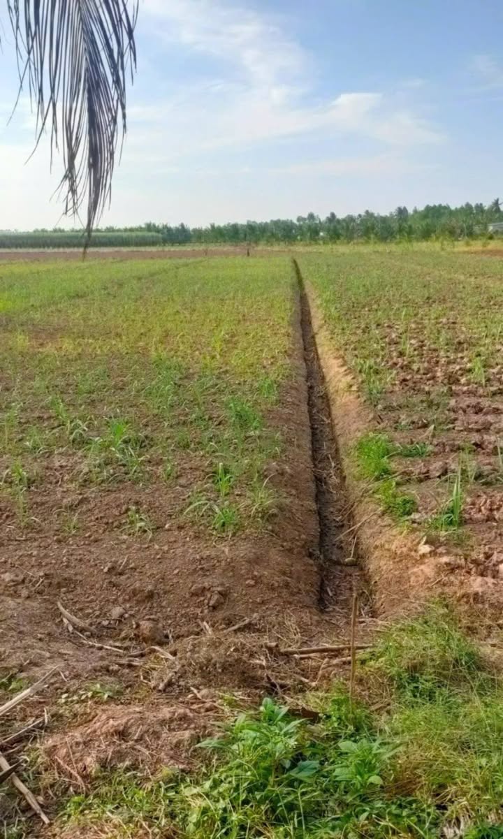 Đất nền An Thạnh, Thới Lai, Cần Thơ 110.000m² - Tiềm năng phát triển du lịch lớn!