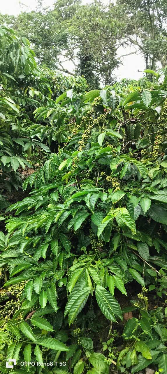 Đất nền cà phê Ea Na, Krông Ana 1440m² giá 235 triệu - Pháp lý rõ ràng, đầu tư sinh lời!