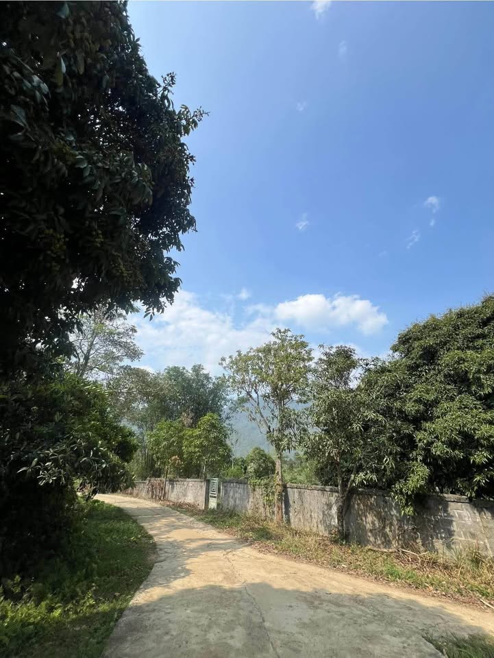 Đất nền Phong Quang 1606.8m² giá 500 triệu - Cách chợ 600m, view thoáng đẹp!