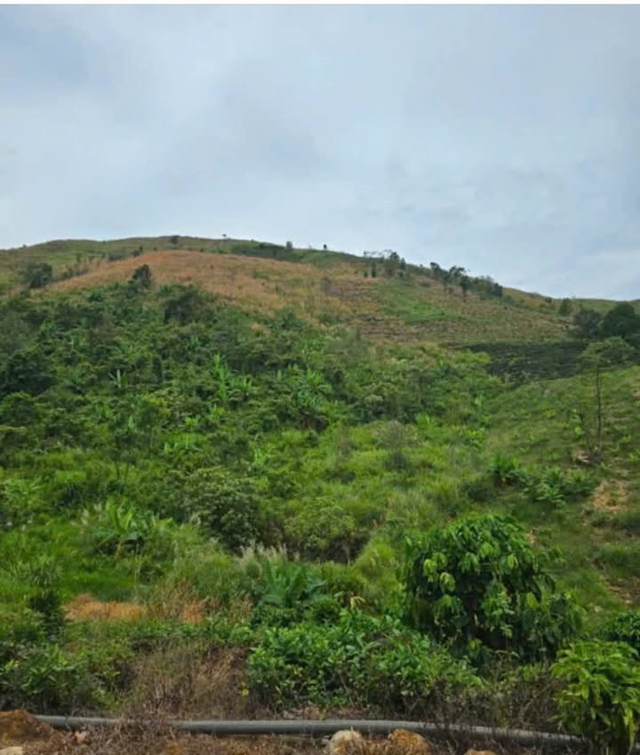 Đất vườn 2,6ha tại Lộc Thành, Bảo Lâm - Giá hợp lý chỉ 2.76 tỷ