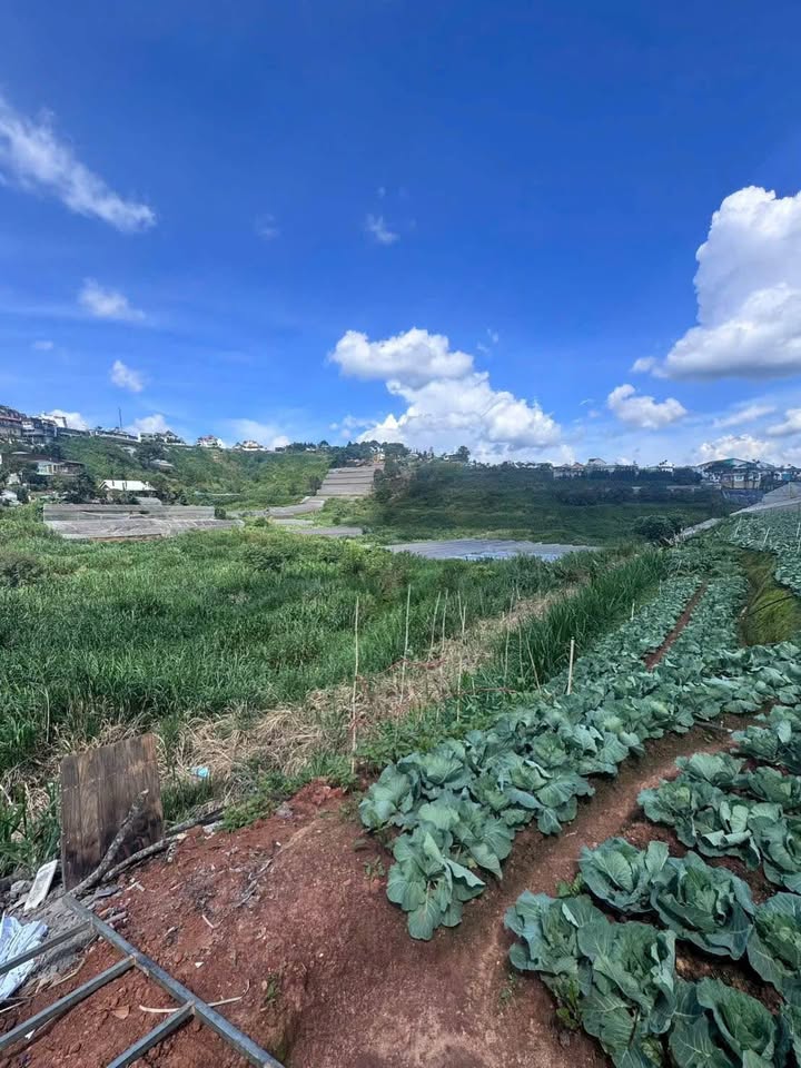 Bán đất tặng nhà cấp 4 Đà Lạt 147m² giá 6.2 tỷ - Đầu tư sinh lời ngay!