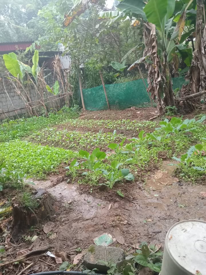 Đất thổ cư Bản Vược 1000m² - Giá thỏa thuận chính chủ, pháp lý rõ ràng!